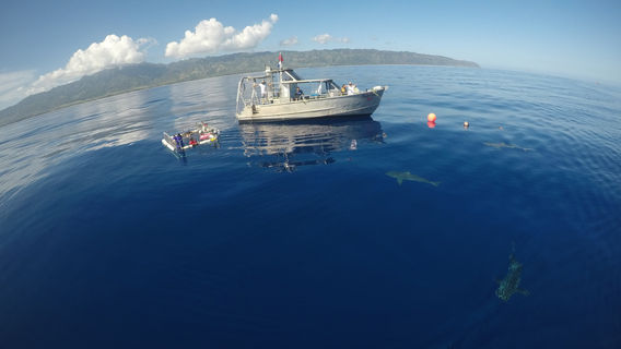 North Shore Shark Adventures