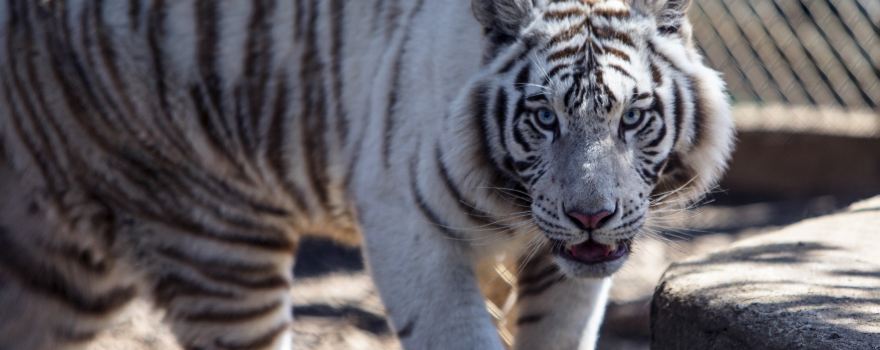 Plumpton Park Zoo