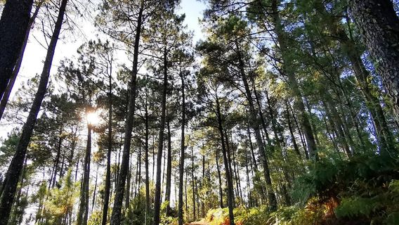 Parque Natura Monte Aloia