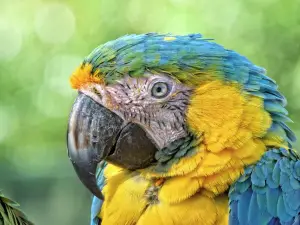 Tropical Birdland