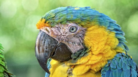 Tropical Birdland