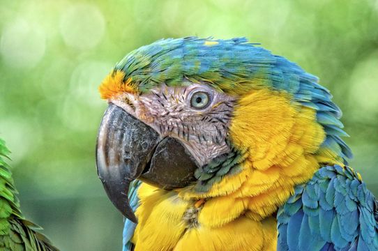 Tropical Birdland