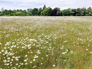 Nowton Park