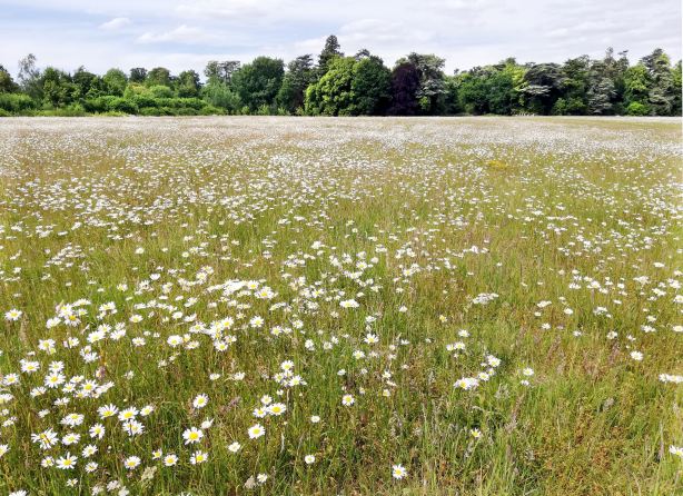 Nowton Park