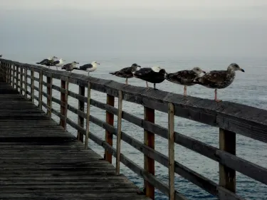 Rosarito