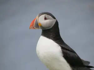 Isle of Staffa