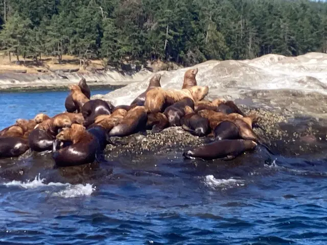 Whale Watching At Sea in Vancouver