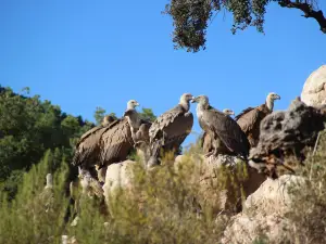 Observatorio de aves Mas de Bunyol