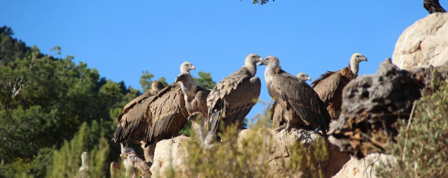 Observatorio de aves Mas de Bunyol