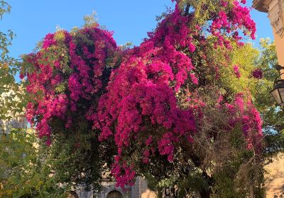 Jardin de las Rosas