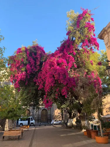 Jardin de las Rosas