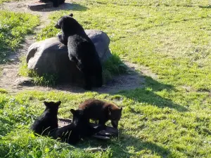 Заповедник Винс Шут Уайлдлайф
