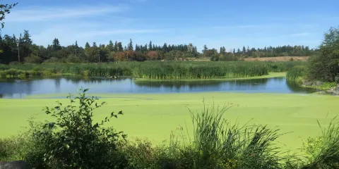 Talking Water Gardens