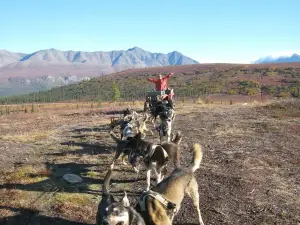 Dog Gone It