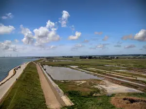 Plompetoren