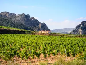 BODEGAS BILBAINAS