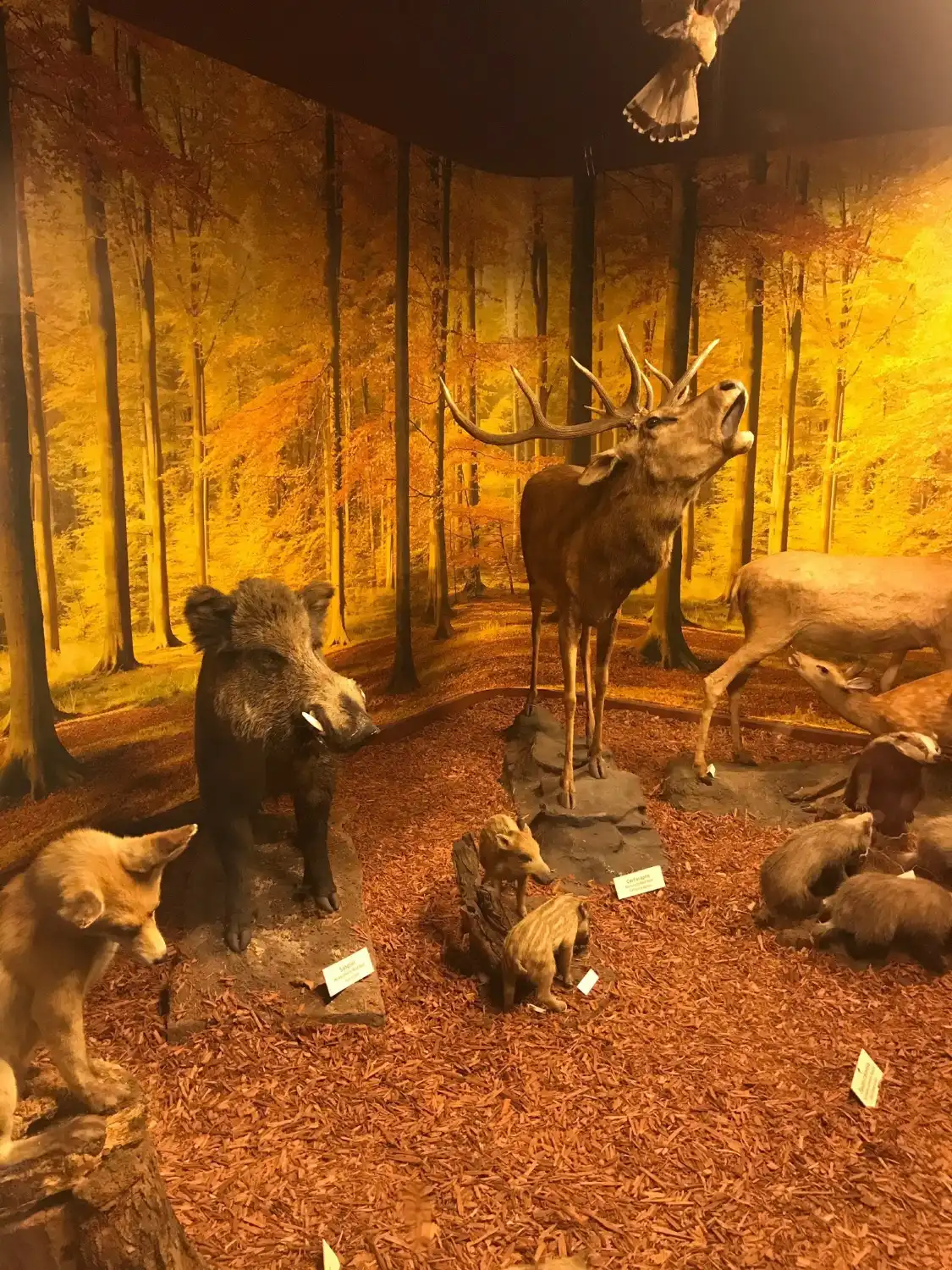 Hotel in zona Musee Zoologique de Strasbourg