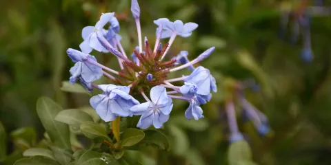 Melton Botanic Garden