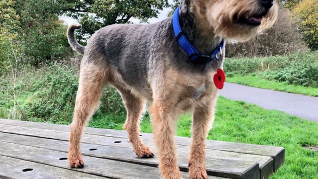Countess of Chester Country Park