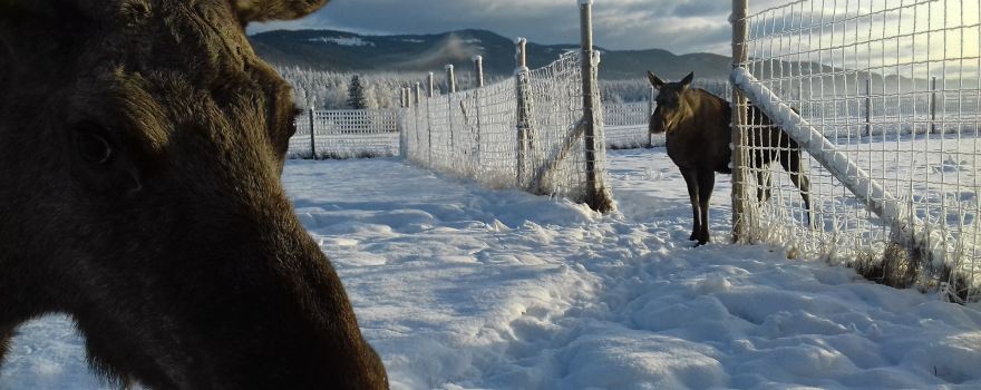 Norwegian Moose Center