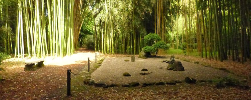Bambous de Planbuisson