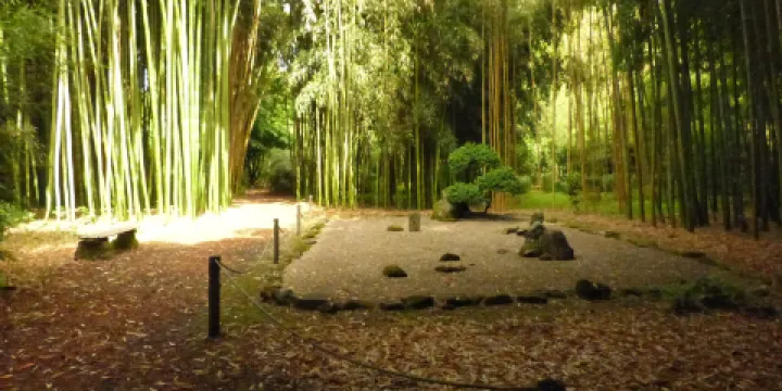 Bambous de Planbuisson