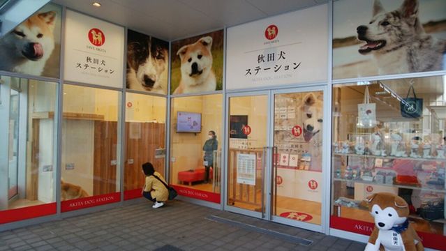 Akita Dog Station