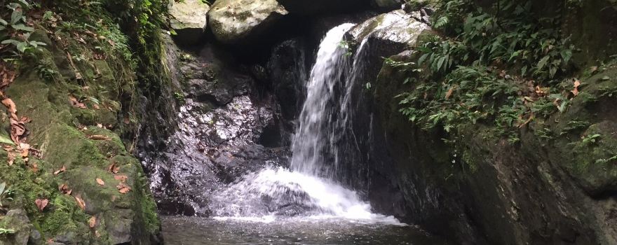 Jungle Trekking Sumatra