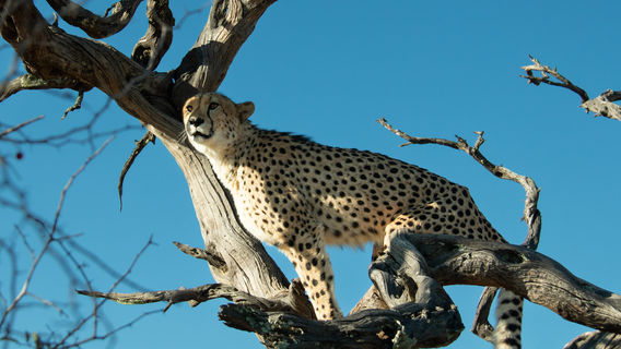 Naankuse Wildlife Sanctuary