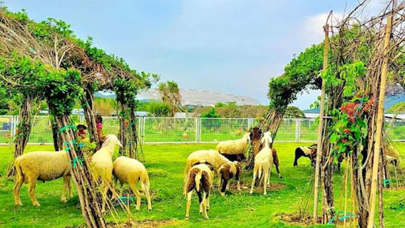 KDL Điện Mặt Trời An Hảo.