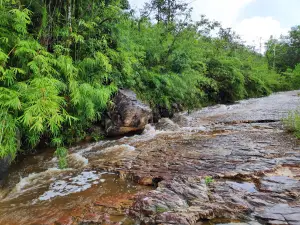 Bamboo Stream