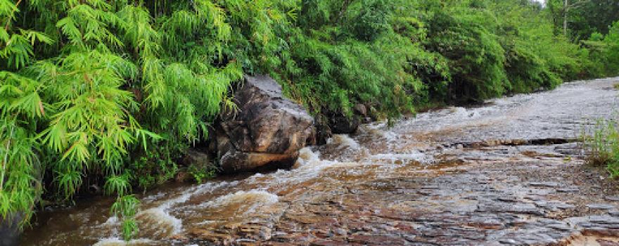 Bamboo Stream