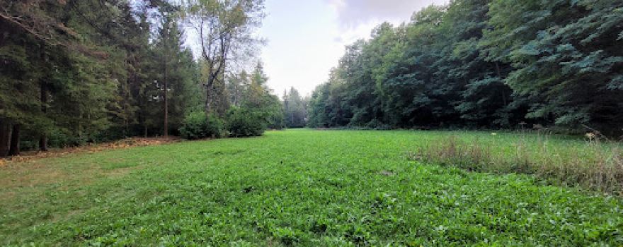 Parcul Dendrologic Dofteana