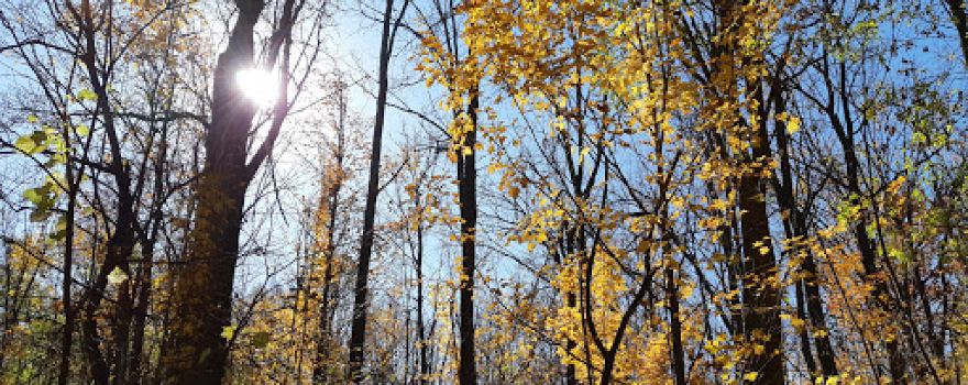 Cedarvale Park