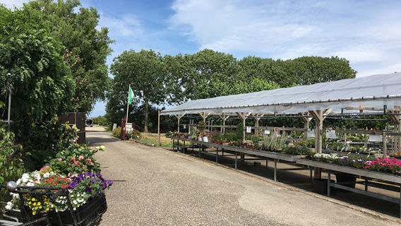 Plantenkwekerij de Zwart mediterrane en exotische planten