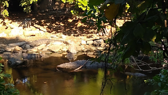 Cocodrilario Playa Linda