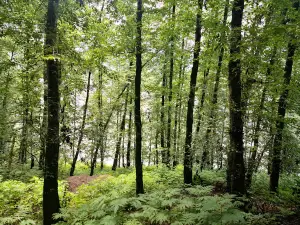 Azarud Forest Park (Lafour)