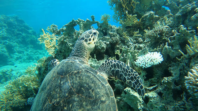Aqaba Blue whale diving center
