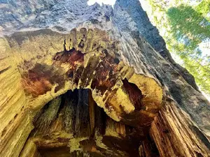 Tuolumne Grove Trailhead