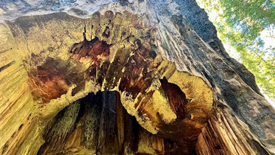 Tuolumne Grove Trailhead