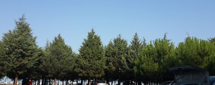 75th Year Forest Park