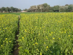 Village Haji Dhani Parto Jogi Masjid (ڳوٺ حاجي ڌڻي پرتو جوڳي مسجد)