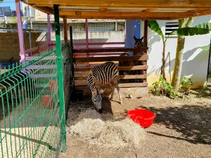 Kira's World Exotics Mini Zoo