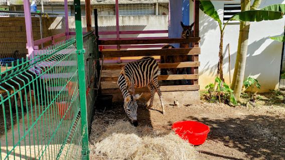 Kira's World Exotics Mini Zoo