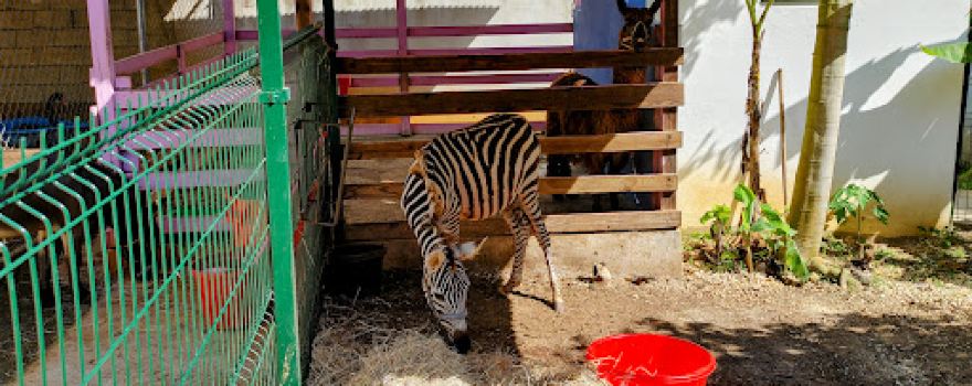 Kira's World Exotics Mini Zoo