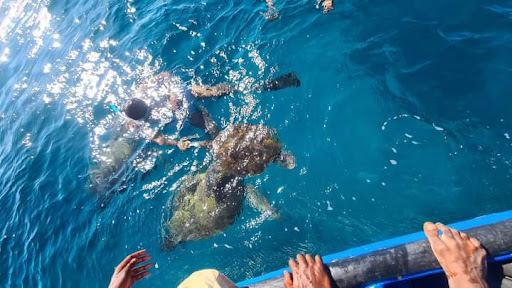 Turtles Swimming - São Pedro