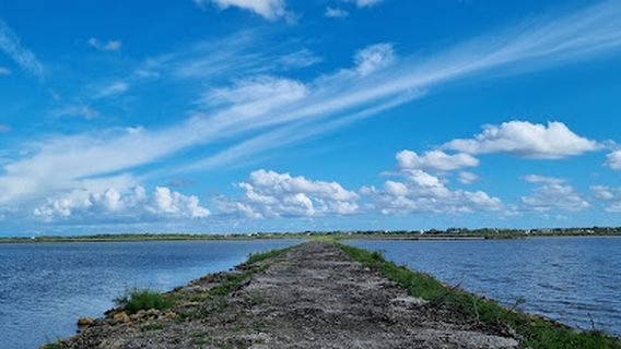 Salina Bird Watching
