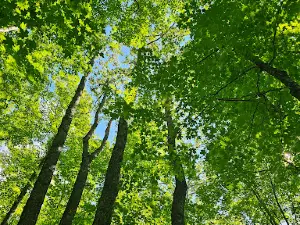 Корриганс Лукаут