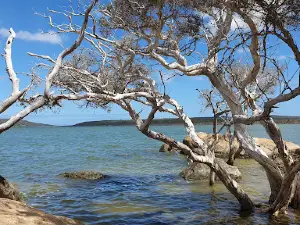 Stokes Inlet Camping