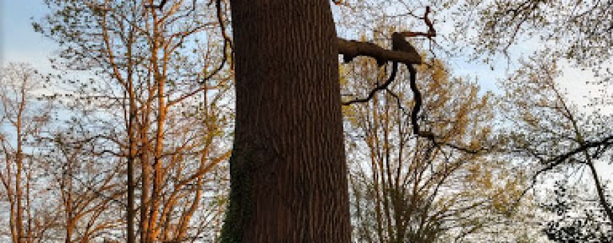 Het Kraaienbos Spankeren